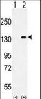 Colony Stimulating Factor 1 Receptor antibody, LS-C167080, Lifespan Biosciences, Western Blot image 