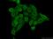 Bromodomain Containing 8 antibody, 10476-1-AP, Proteintech Group, Immunofluorescence image 
