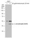 Jun Proto-Oncogene, AP-1 Transcription Factor Subunit antibody, GTX634322, GeneTex, Western Blot image 