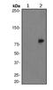 Protein Kinase C Delta antibody, ab76181, Abcam, Western Blot image 
