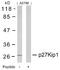 Cyclin Dependent Kinase Inhibitor 1B antibody, A00173, Boster Biological Technology, Western Blot image 