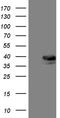 Transaldolase 1 antibody, TA809857S, Origene, Western Blot image 