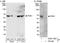 TATA-Box Binding Protein Associated Factor 2 antibody, A302-130A, Bethyl Labs, Immunoprecipitation image 