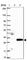 CMTM4 antibody, HPA023890, Atlas Antibodies, Western Blot image 