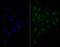 E2-induced gene 3 protein antibody, A03283-1, Boster Biological Technology, Immunocytochemistry image 