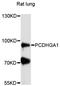 Protocadherin Gamma Subfamily A, 1 antibody, LS-C748256, Lifespan Biosciences, Western Blot image 