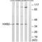 Homeobox B2 antibody, A06207, Boster Biological Technology, Western Blot image 