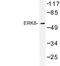 ERK-7 antibody, LS-C176993, Lifespan Biosciences, Western Blot image 