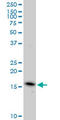 Endothelial Differentiation Related Factor 1 antibody, LS-C133988, Lifespan Biosciences, Western Blot image 