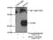 Dynein light chain 1, axonemal antibody, 15809-1-AP, Proteintech Group, Immunoprecipitation image 