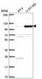 NOC3 Like DNA Replication Regulator antibody, HPA067638, Atlas Antibodies, Western Blot image 