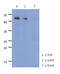 PARP2 antibody, LS-C200853, Lifespan Biosciences, Western Blot image 