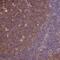 Tubulin Beta 8 Pseudogene 12 antibody, HPA046280, Atlas Antibodies, Immunohistochemistry frozen image 