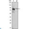 Kelch Like Family Member 11 antibody, LS-C812673, Lifespan Biosciences, Western Blot image 
