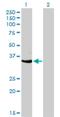 Cyclin Dependent Kinase 3 antibody, H00001018-M01, Novus Biologicals, Western Blot image 
