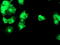 DGK-alpha antibody, LS-C173671, Lifespan Biosciences, Immunofluorescence image 