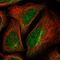 Threonyl-TRNA Synthetase 2, Mitochondrial antibody, HPA028626, Atlas Antibodies, Immunofluorescence image 