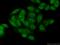 PAX Interacting Protein 1 antibody, 15034-1-AP, Proteintech Group, Immunofluorescence image 