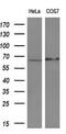 PDZ And LIM Domain 5 antibody, MA5-25915, Invitrogen Antibodies, Western Blot image 