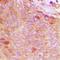 Copine 8 antibody, abx133709, Abbexa, Western Blot image 