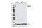 Mannose Receptor C-Type 1 antibody, 12981S, Cell Signaling Technology, Western Blot image 