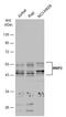 BCL2 Interacting Protein 2 antibody, GTX114283, GeneTex, Western Blot image 