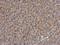 SAMM50 Sorting And Assembly Machinery Component antibody, NBP2-20257, Novus Biologicals, Immunohistochemistry frozen image 