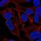 Thrombospondin 4 antibody, NBP2-59012, Novus Biologicals, Immunocytochemistry image 