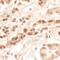 Dispatched RND Transporter Family Member 3 antibody, 6637, ProSci, Immunohistochemistry frozen image 