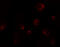 Purinergic Receptor P2X 7 antibody, 8015, ProSci, Immunofluorescence image 