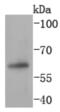 Paired Box 7 antibody, NBP2-67792, Novus Biologicals, Western Blot image 