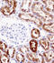 PDZ Domain Containing 1 antibody, LS-C163509, Lifespan Biosciences, Immunohistochemistry frozen image 