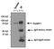 RalA Binding Protein 1 antibody, MA1-035, Invitrogen Antibodies, Immunoprecipitation image 