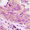  antibody, GTX56127, GeneTex, Immunohistochemistry paraffin image 