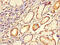 SPARC Related Modular Calcium Binding 1 antibody, CSB-PA875673LA01HU, Cusabio, Immunohistochemistry frozen image 