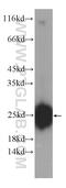 Family With Sequence Similarity 3 Member C antibody, 60282-1-Ig, Proteintech Group, Western Blot image 