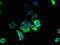 Single-Pass Membrane Protein With Coiled-Coil Domains 3 antibody, LS-C394742, Lifespan Biosciences, Immunofluorescence image 