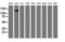 Calpain 9 antibody, LS-C173433, Lifespan Biosciences, Western Blot image 