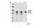 Signal Transducer And Activator Of Transcription 5A antibody, 4322T, Cell Signaling Technology, Western Blot image 