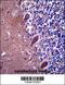 Tetratricopeptide Repeat Domain 13 antibody, 57-194, ProSci, Immunohistochemistry paraffin image 