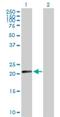N-6 Adenine-Specific DNA Methyltransferase 1 antibody, H00029104-D01P, Novus Biologicals, Western Blot image 