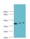 ILK Associated Serine/Threonine Phosphatase antibody, LS-C318478, Lifespan Biosciences, Western Blot image 