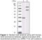 Granulin Precursor antibody, LS-C47202, Lifespan Biosciences, Western Blot image 