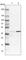 Circadian Associated Repressor Of Transcription antibody, HPA027515, Atlas Antibodies, Western Blot image 