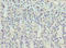Zinc Finger Protein 215 antibody, A63816-100, Epigentek, Immunohistochemistry paraffin image 