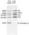 Frataxin antibody, 45-6799, Invitrogen Antibodies, Western Blot image 