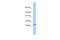 G Protein Subunit Gamma Transducin 2 antibody, PA5-70103, Invitrogen Antibodies, Western Blot image 