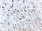 Amyloid Beta Precursor Protein antibody, 5129, ProSci Inc, Immunohistochemistry paraffin image 