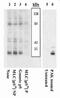 Myosin Light Chain 3 antibody, 44-260G, Invitrogen Antibodies, Western Blot image 