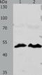 Zwilch Kinetochore Protein antibody, TA322300, Origene, Western Blot image 